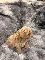 Chocolate , a male Maltipoo for sale in Londonderry, NH – Photo 9 of 10