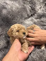 Chocolate , a male Maltipoo for sale in Londonderry, NH – Photo 3 of 10