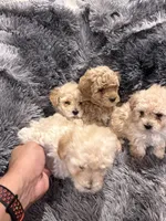 Chocolate , a male Maltipoo for sale in Londonderry, NH – Photo 5 of 10