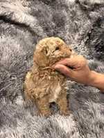 Chocolate , a male Maltipoo for sale in Londonderry, NH – Photo 8 of 10