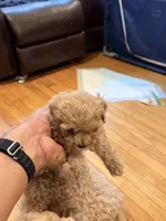 Hope, a female Maltipoo for sale in Londonderry, NH – 4 of 10