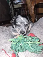 Sparkles, a female Australian Cattle Dog for sale in Portland, OR – 1 of 1