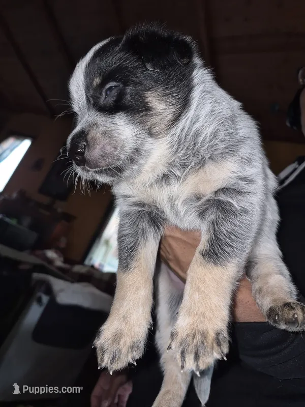 bluey – Australian Cattle Dog puppy for sale in Portland, OR