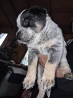 bluey, a female Australian Cattle Dog for sale in Portland, OR – 1 of 1