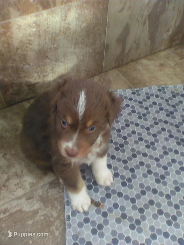 Red Tri – Australian Shepherd puppy for sale in Wellington, NV