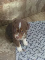 Red Tri, a female Australian Shepherd for sale in Wellington, NV – 1 of 3