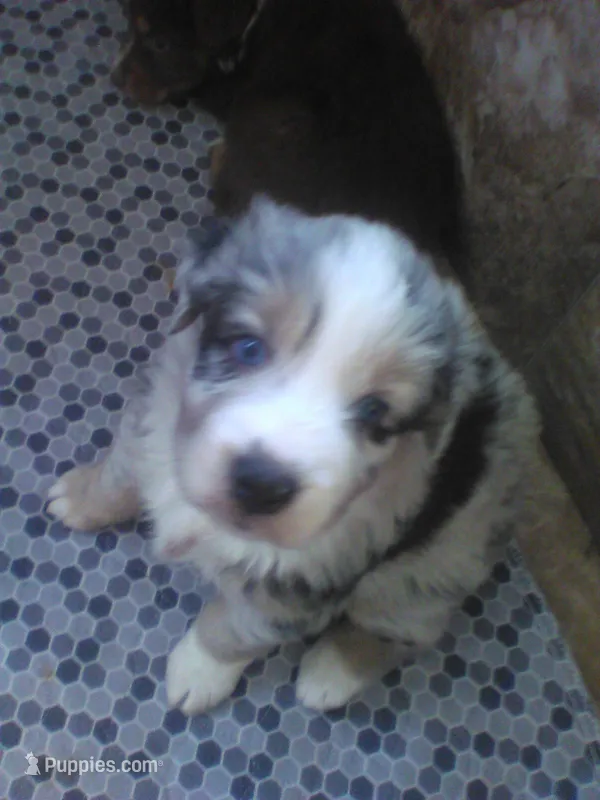 Blue Meral – Australian Shepherd puppy for sale in Wellington, NV