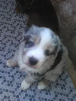 Blue Meral, a female Australian Shepherd for sale in Wellington, NV – 1 of 2