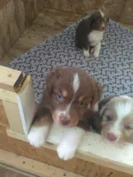 Red Tri, a female Australian Shepherd for sale in Wellington, NV – 2 of 3