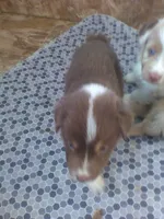 Red Tri, a female Australian Shepherd for sale in Wellington, NV – 3 of 3