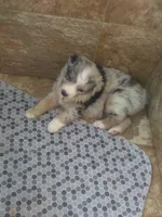 Blue Meral, a female Australian Shepherd for sale in Wellington, NV – 2 of 2