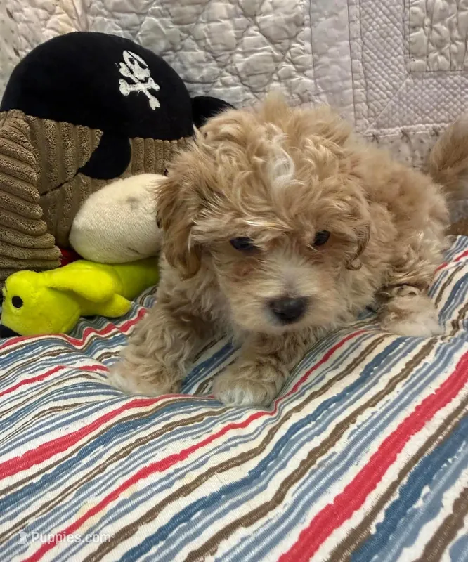 David – Maltipoo, Poodle - Toy  puppy for sale in Atlanta, GA
