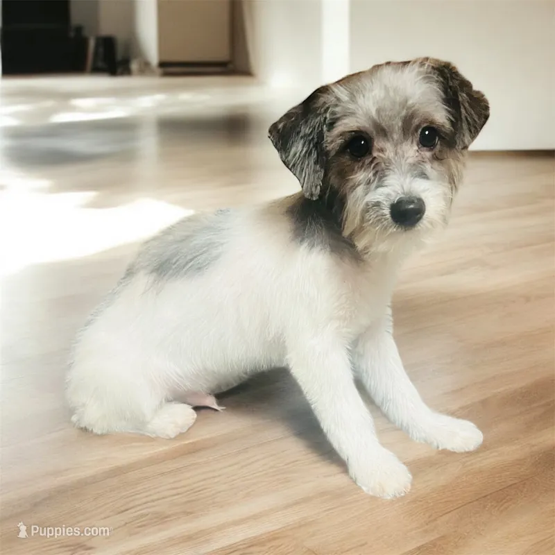 Cash – Yorkipoo, Poodle - Toy  puppy for sale in Atlanta, GA