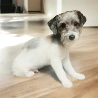 Cash, a male Yorkipoo and Yorkshire Terrier for sale in Atlanta, GA – 1 of 1
