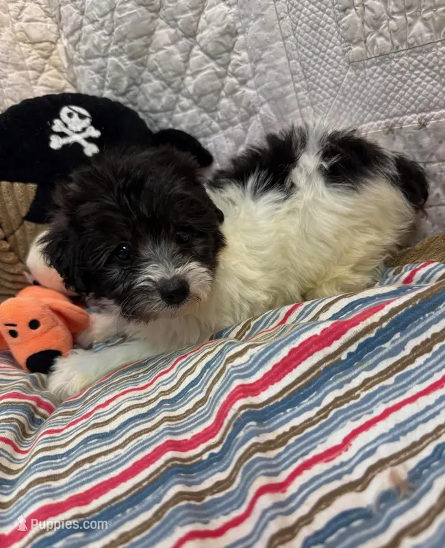 Cash – Yorkipoo puppy for sale in Atlanta, GA