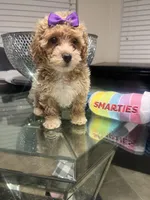 Bonnie, a female Maltipoo and Poodle - Toy  for sale in Atlanta, GA – Photo 6 of 6