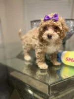 Bonnie, a female Maltipoo and Poodle - Toy  for sale in Atlanta, GA – Photo 3 of 6