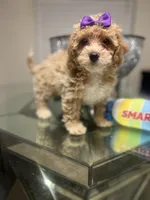 Bonnie, a female Maltipoo and Poodle - Toy  for sale in Atlanta, GA – Photo 2 of 6