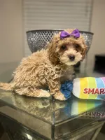 Bonnie, a female Maltipoo and Poodle - Toy  for sale in Atlanta, GA – Photo 5 of 6
