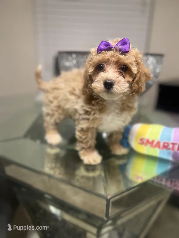 Bonnie – Maltipoo, Poodle - Toy  puppy for sale in Atlanta, GA