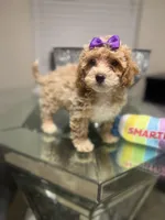 Bonnie, a female Maltipoo and Poodle - Toy  for sale in Atlanta, GA – Photo 1 of 6