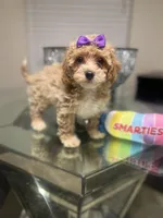 Bonnie, a female Maltipoo and Poodle - Toy  for sale in Atlanta, GA – Photo 4 of 6