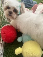 Mary, a female Shih Tzu for sale in Atlanta, GA – Photo 1 of 4