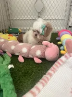 Mary, a female Shih Tzu for sale in Atlanta, GA – Photo 2 of 4