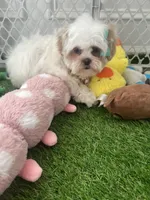 Mary, a female Shih Tzu for sale in Atlanta, GA – Photo 4 of 4