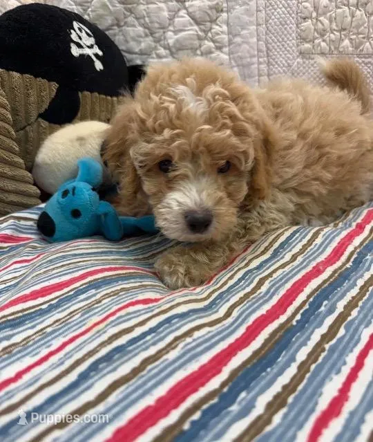 Donald – Maltipoo, Poodle - Toy  puppy for sale in Atlanta, GA