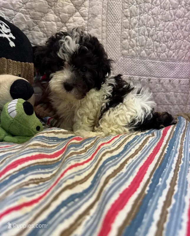 Danny – Yorkipoo, Poodle - Toy  puppy for sale in Atlanta, GA