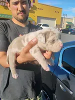 Famous, a female American Bully for sale in Oakland, CA – Photo 4 of 4