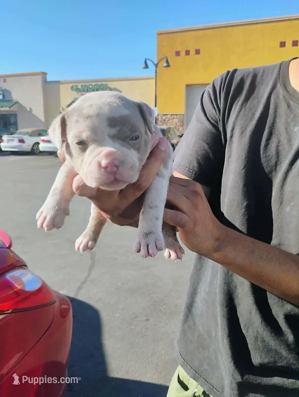 Famous – American Bully puppy for sale in Oakland, CA