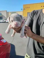 Famous, a female American Bully for sale in Oakland, CA – Photo 1 of 4