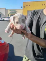 Famous, a female American Bully for sale in Oakland, CA – Photo 3 of 4