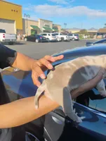 Famous, a female American Bully for sale in Oakland, CA – Photo 2 of 4