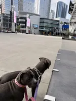 Kobi, a female American Pit Bull Terrier for sale in Los Angeles, CA – Photo 7 of 7