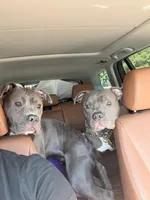 Kobi, a female American Pit Bull Terrier for sale in Los Angeles, CA – Photo 2 of 7