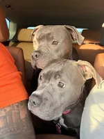 Kobi, a female American Pit Bull Terrier for sale in Los Angeles, CA – Photo 3 of 7