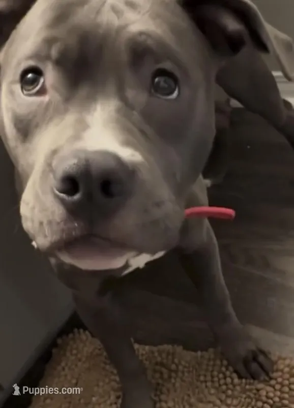 Kobi – American Pit Bull Terrier puppy for sale in Los Angeles, CA