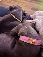 Kobi, a female American Pit Bull Terrier for sale in Los Angeles, CA – Photo 4 of 7