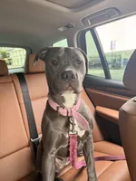 Kobi, a female American Pit Bull Terrier for sale in Los Angeles, CA – Photo 6 of 7