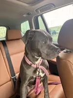 Kobi, a female American Pit Bull Terrier for sale in Los Angeles, CA – Photo 5 of 7