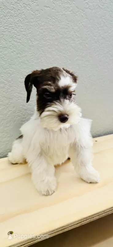 Sweet Amy – Miniature Schnauzer puppy for sale in Cibolo, TX