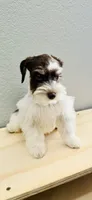 Big Amy, a female Miniature Schnauzer for sale in Cibolo, TX – 2 of 2