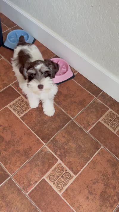 Sweet Amy, a female Miniature Schnauzer for sale in Cibolo, TX – 4 of 5