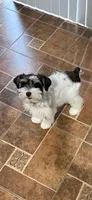 Sweet Amy, a female Miniature Schnauzer for sale in Cibolo, TX – 2 of 5