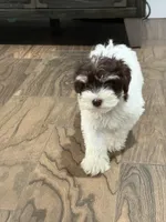 Little Amy , a female Miniature Schnauzer for sale in Cibolo, TX – 1 of 2