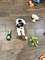 Big Amy, a female Miniature Schnauzer for sale in Cibolo, TX – 1 of 2