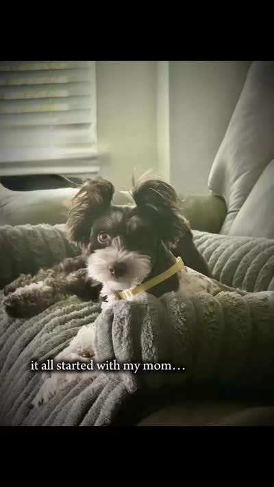 Sweet Amy, a female Miniature Schnauzer for sale in Cibolo, TX – 5 of 5